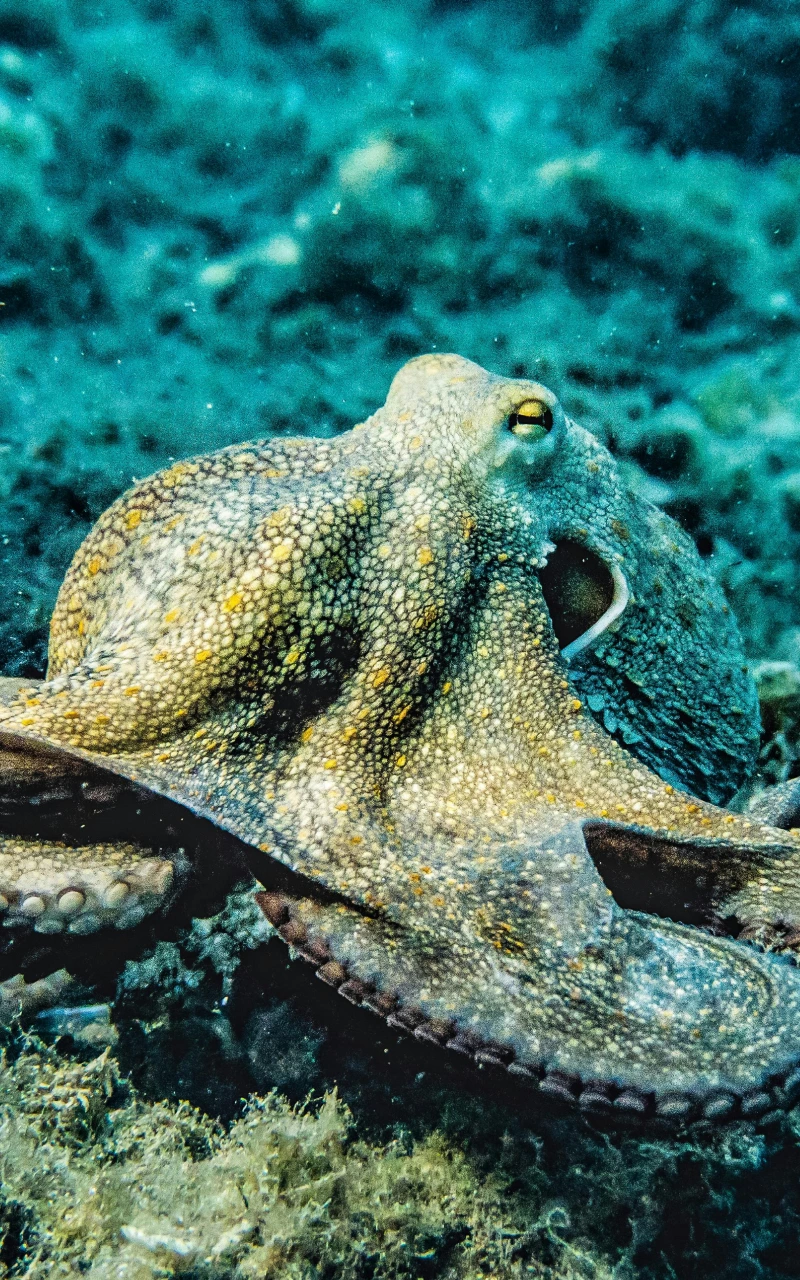 AI กำลังเปลี่ยนภูมิทัศน์สื่อที่จ่ายเงิน